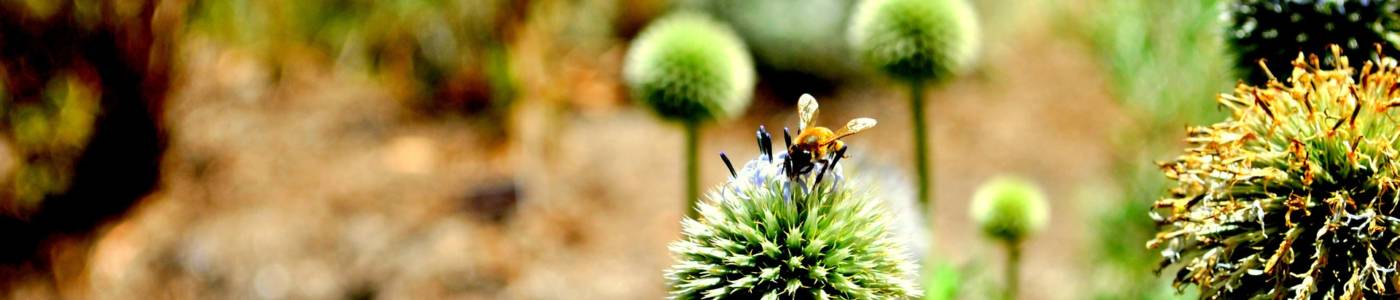 bee-644752_1920 bee-644752_1920