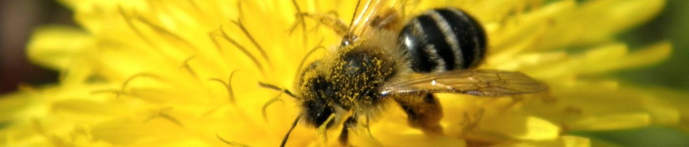 dandelion-326609_1920 dandelion-326609_1920